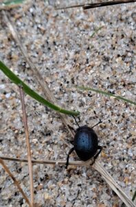 Rumeur dans les confins