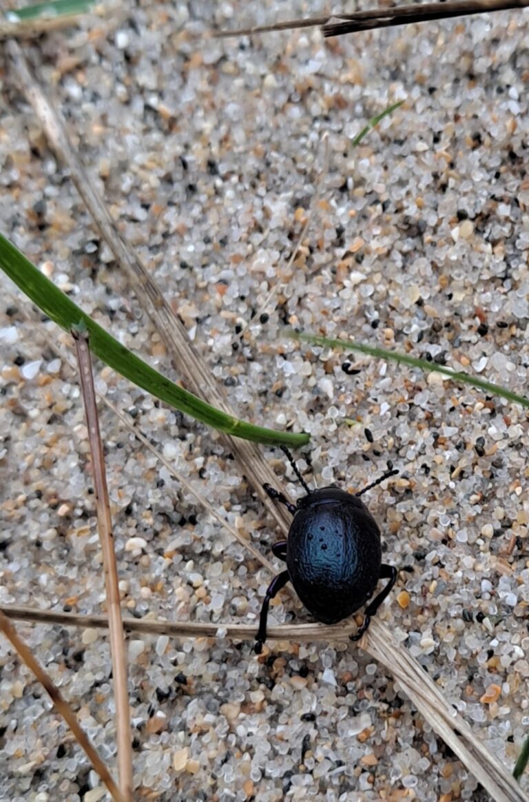 Rumeur dans les confins