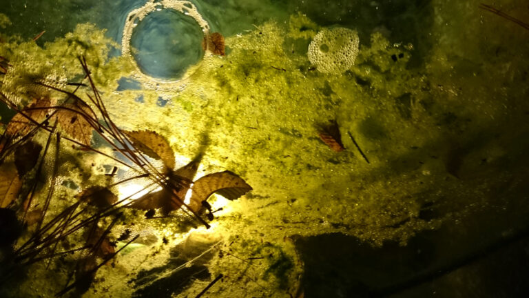 Fin de monde et nœud papillon